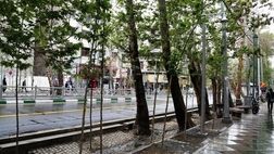 کاشت ۳۰۰ اصله درخت در خیابان ولیعصر تا پایان امسال