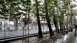 کاشت ۳۰۰ اصله درخت در خیابان ولیعصر تا پایان امسال
