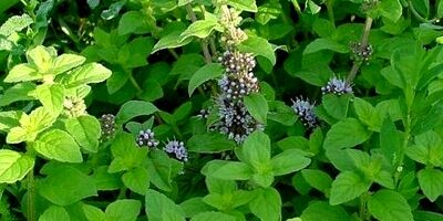 خواص معجزه آسای پونه کوهی