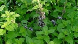 خواص معجزه آسای پونه کوهی