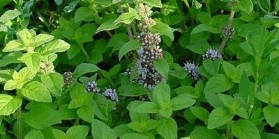 خواص معجزه آسای پونه کوهی