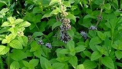 خواص معجزه آسای پونه کوهی