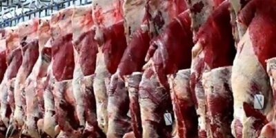  جامعه عشایری ۴ برابر نیاز وارداتی کشور به گوشت قرمز را تولید می‌کند 
