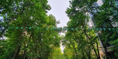 جریمه ۱۷۰ میلیارد تومانی برای خشک کردن ۱۳ درخت خیابان ولیعصر