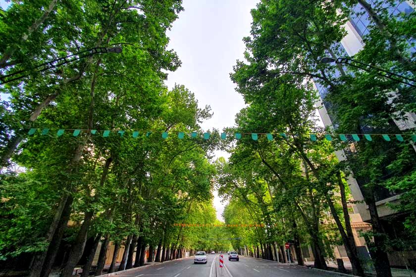 جریمه ۱۷۰ میلیارد تومانی برای خشک کردن ۱۳ درخت خیابان ولیعصر