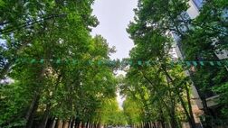 جریمه ۱۷۰ میلیارد تومانی برای خشک کردن ۱۳ درخت خیابان ولیعصر