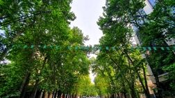 جریمه ۱۷۰ میلیارد تومانی برای خشک کردن ۱۳ درخت خیابان ولیعصر