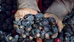 نرخ هر کیلو خرمای مضافتی به  ۲۲ هزار تومان رسید