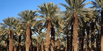صندوق بیمه محصولات کشاورزی حامی نخلداران نیست