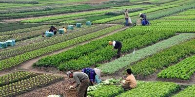 اعتبار دریافت وام با پروانه کسب کشاورزی

