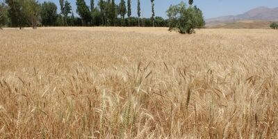 یک چهارم بودجه عمرانی استان کرمان صرف بیمه محصولات کشاورزی شده است