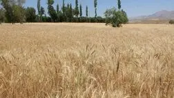 یک چهارم بودجه عمرانی استان کرمان صرف بیمه محصولات کشاورزی شده است