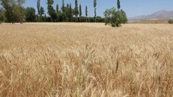 یک چهارم بودجه عمرانی استان کرمان صرف بیمه محصولات کشاورزی شده است