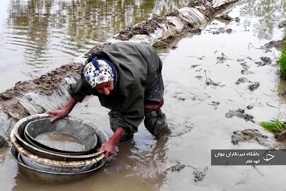 نشا