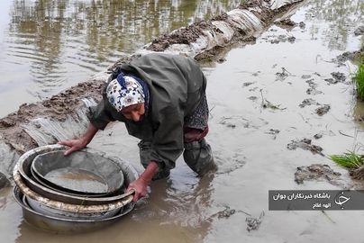 نشا