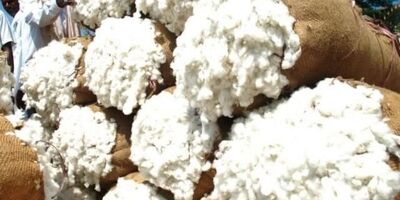 تعداد ماشین‌های فعلی پاسخگوی سطح کشت پنبه نیست