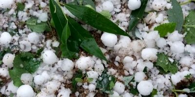 سرمازدگی باعث خسارت 17میلیاردی به کشاورزی تربت حیدریه شد