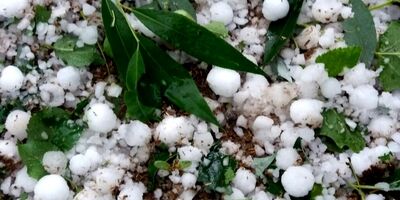 سرمازدگی باعث خسارت 17میلیاردی به کشاورزی تربت حیدریه شد
