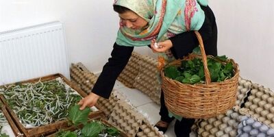 ۹۰درصد مشاغل خانگی در اختیار زنان است 
