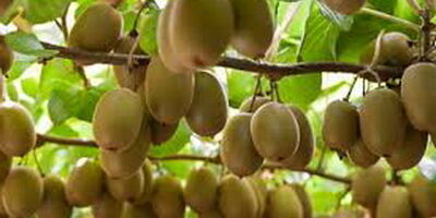 صادرات کیوی ایران به هند با نام امارات