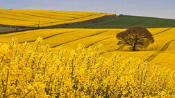 خرید دانه‌های روغنی به ۱۳۹ هزار تن رسید