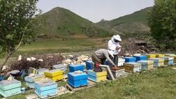 زنبورداران توانایی پرداخت حق بیمه خویش فرما را ندارند 