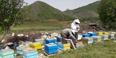 زنبورداران توانایی پرداخت حق بیمه خویش فرما را ندارند 