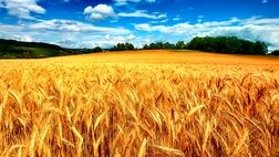 واردات بیش از یک میلیون تن گندم به کشور از ابتدای امسال