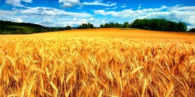 واردات بیش از یک میلیون تن گندم به کشور از ابتدای امسال