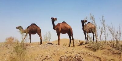"کویر مصر" اصفهان؛زیبای بی‌ادعا با پهنه‌ای از سکوت
