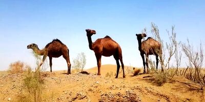 "کویر مصر" اصفهان؛زیبای بی‌ادعا با پهنه‌ای از سکوت
