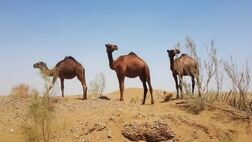 "کویر مصر" اصفهان؛زیبای بی‌ادعا با پهنه‌ای از سکوت
