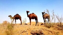 "کویر مصر" اصفهان؛زیبای بی‌ادعا با پهنه‌ای از سکوت
