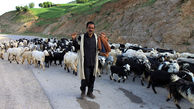 ۲۳ هزارخانوار روستایی استان بوشهر هیچ بیمه‌ای ندارند