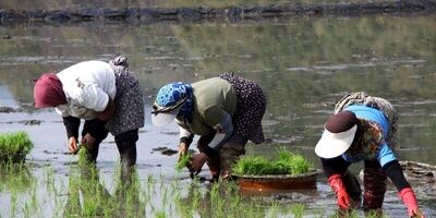 2500 هکتار شالیزار فاقد پوشش بیمه است