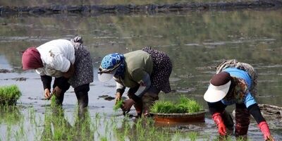 2500 هکتار شالیزار فاقد پوشش بیمه است