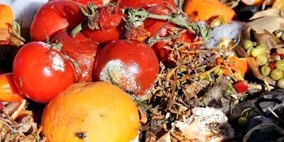 واقعی شدن قیمت‌ها منجر به کاهش ۳۰ درصدی ضایعات خواهد شد
