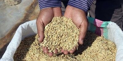 شلتوک‌کاران خوزستانی به بیمه مزارع "نه" گفتند