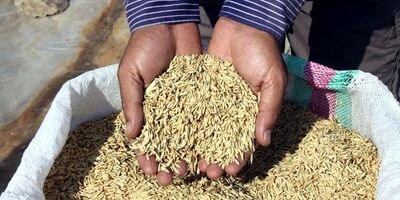 شلتوک‌کاران خوزستانی به بیمه مزارع "نه" گفتند