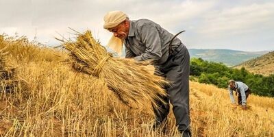 تولید گندم در کشور چقدر رشد خواهد کرد؟