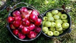 قیمت میوه ۱۰ درصد کاهش می یابد
