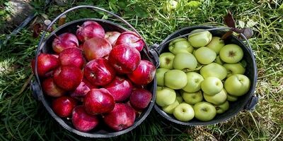 قیمت میوه ۱۰ درصد کاهش می یابد
