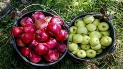 قیمت میوه ۱۰ درصد کاهش می یابد
