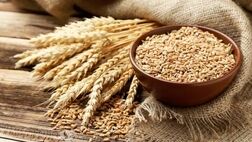 «گلوتن» گندم ممکن است باعث التهاب مغز شود
