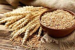 ارسال روزانه ۵ هزار تن گندم به سراسر کشور