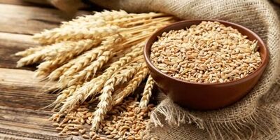 بزرگ‌ترین تولیدکننده گندم و برنج دنیا مشخص شد / جایگاه ایران کجاست؟