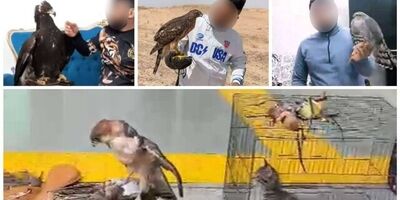 «دکتر عقاب» دستگیر شد
