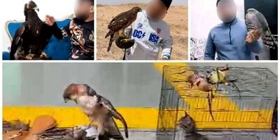 پلیس بین الملل در تعقیب دختر و پسر فراری
