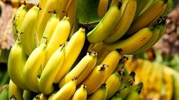 واردات موز از حقوق گمرکی معاف شد