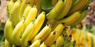 شرایط واردات موز اعلام شد
